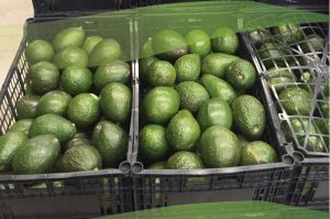 Aguacate Hass - Aguacate