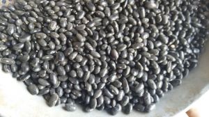 Frijol Negro - Erik Gutierrez Hernandez