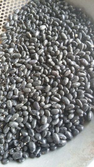 Frijol Negro - Erik Gutierrez Hernandez