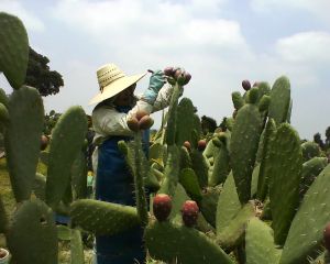 Tuna Roja - Agrointegradora Poblana de Tuna y Nopal