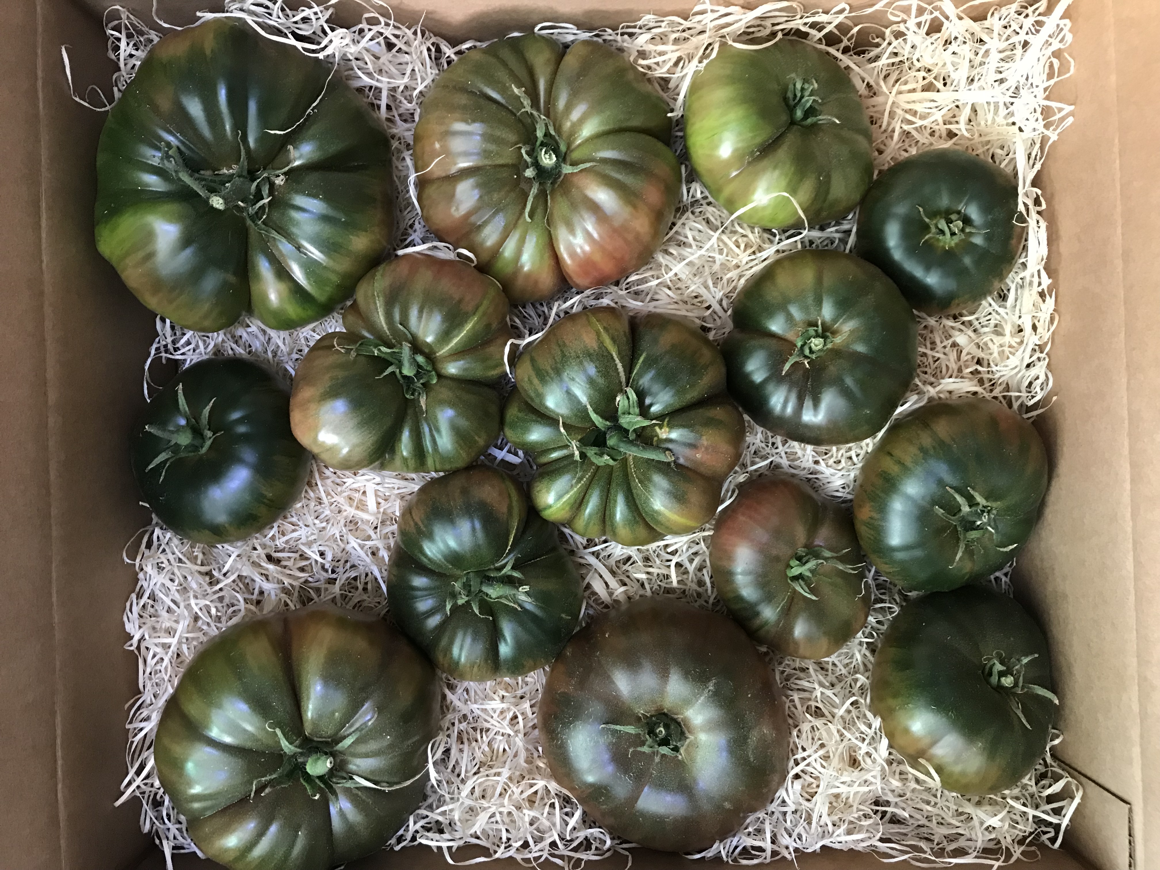 Tomate - TOMATES PASO DOBLE