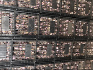 Ajo Morado - Raul Albarran Diaz