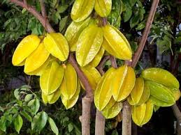 Carambola - Brazilian Fruits Exports