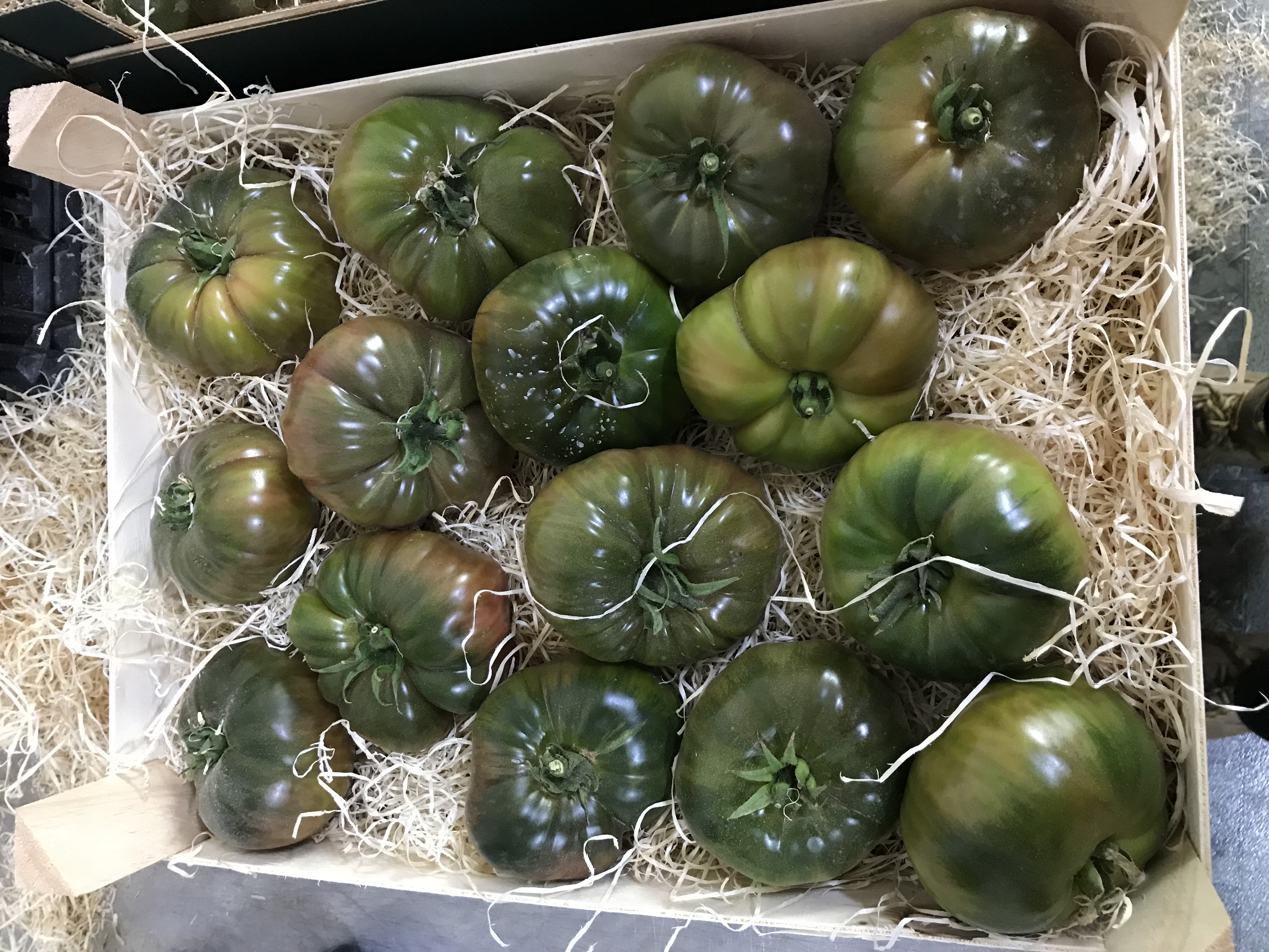 Tomate - TOMATES PASO DOBLE