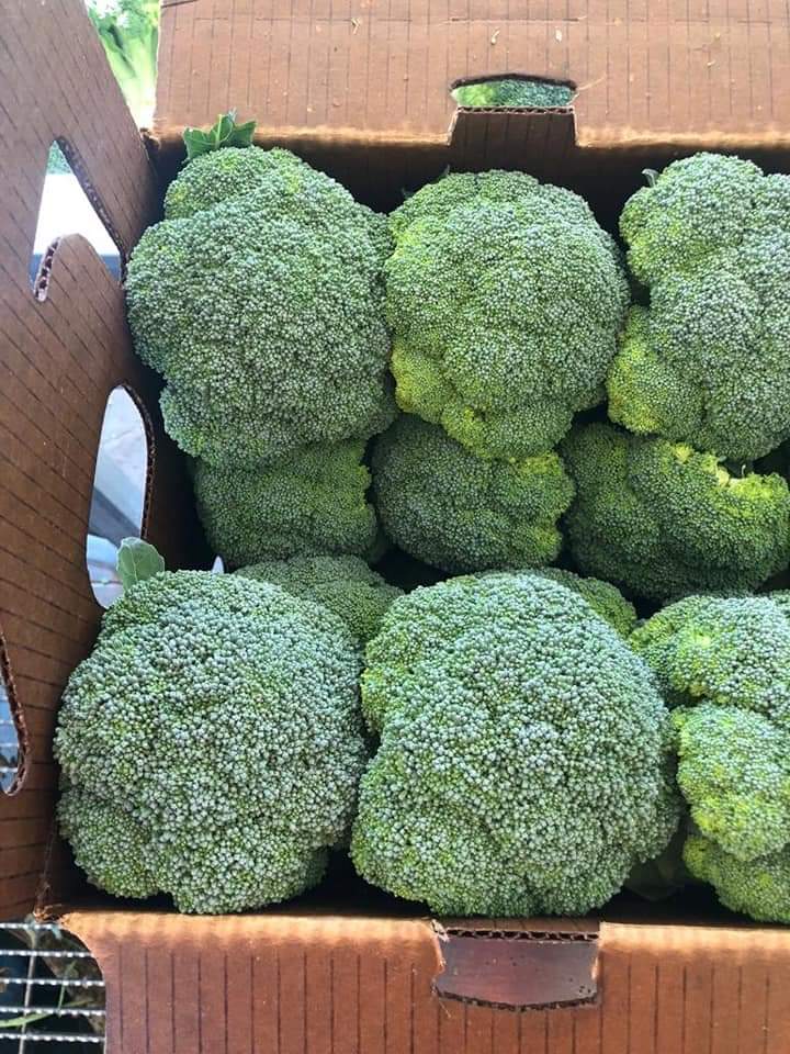 Brócoli - VORPER