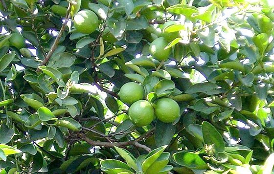 Limón Persa - Fruits & Vegetables Ciro Redondo