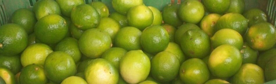 Limón - Exportadora de Cítricos de Acateno